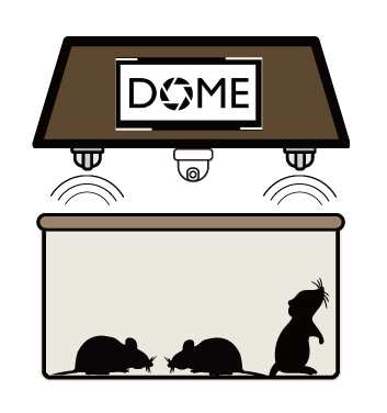 dome dome